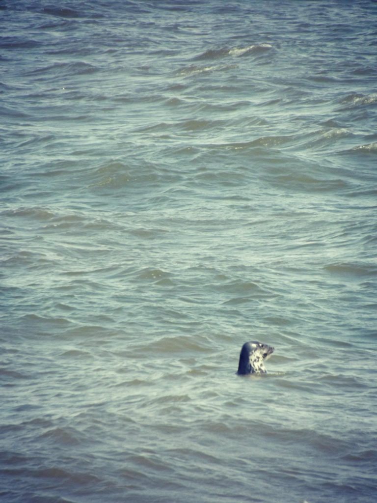 Hilbre Island Grey Seals 